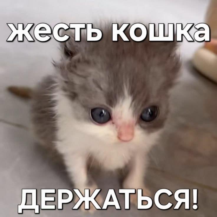 Meme