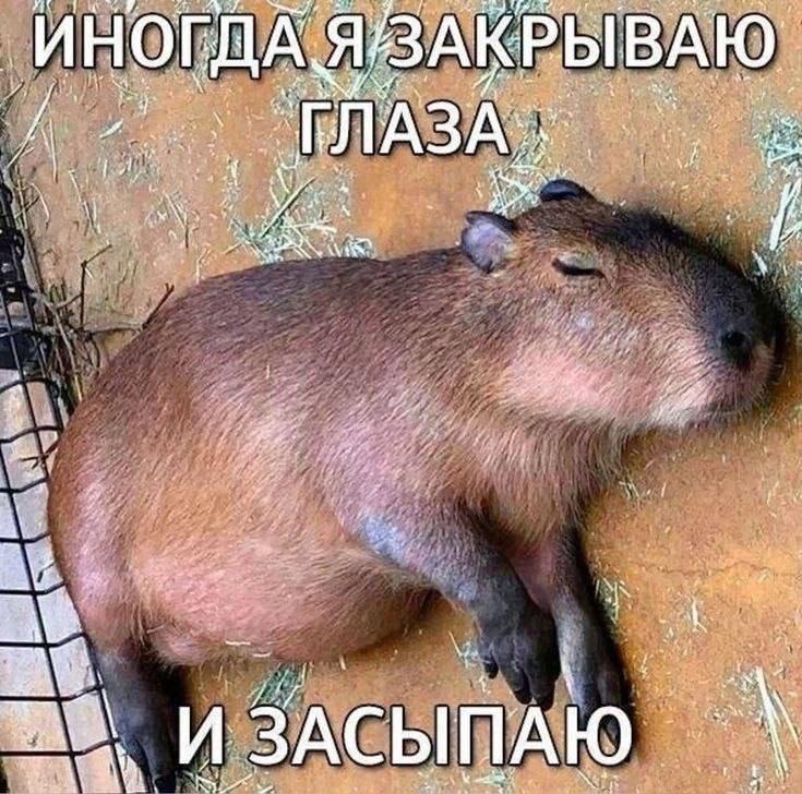 Meme