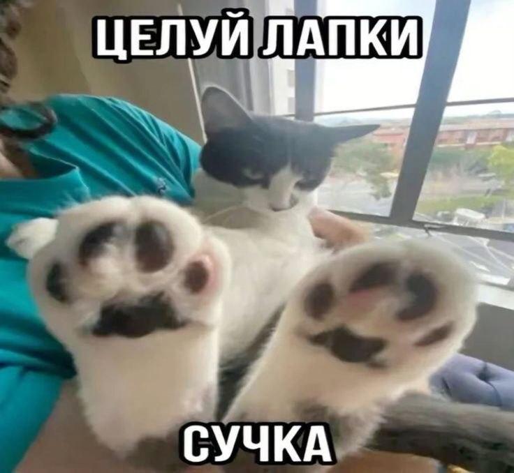 Meme