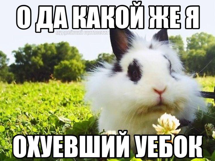 Meme