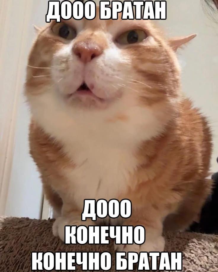 Meme